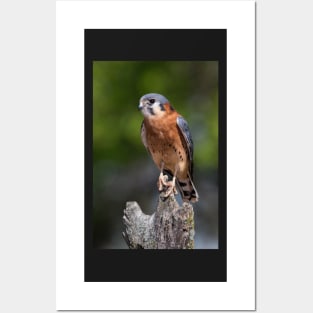 American Kestrel Posters and Art